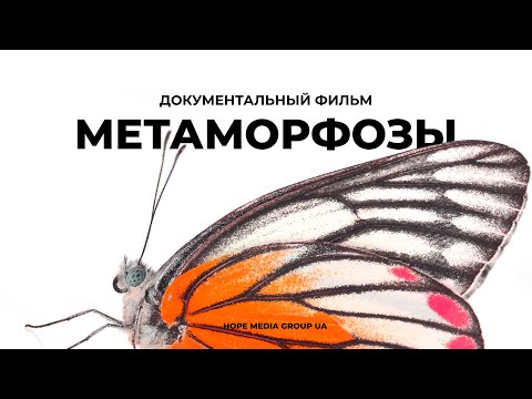 Метаморфозы. Перевоплощение в бабочку. Документальный фильм | Мифы эволюции