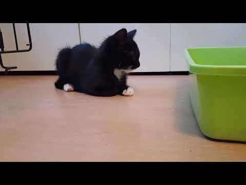 Jack vomiting a huge amount of food.  Don't worry, he's fine!  Please subscribe for cute cat videos