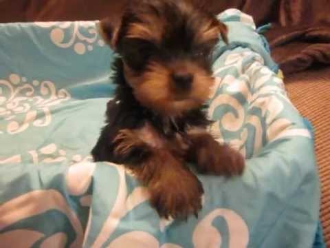 9 week old yorkie