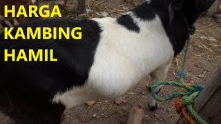 HARGA KAMBING HAMIL / BUNTING / METENG