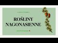 #16 Rośliny nagonasienne - budowa, charakterystyka, cykl rozwojowy 🌲 matura biologia rozszerzona 📕