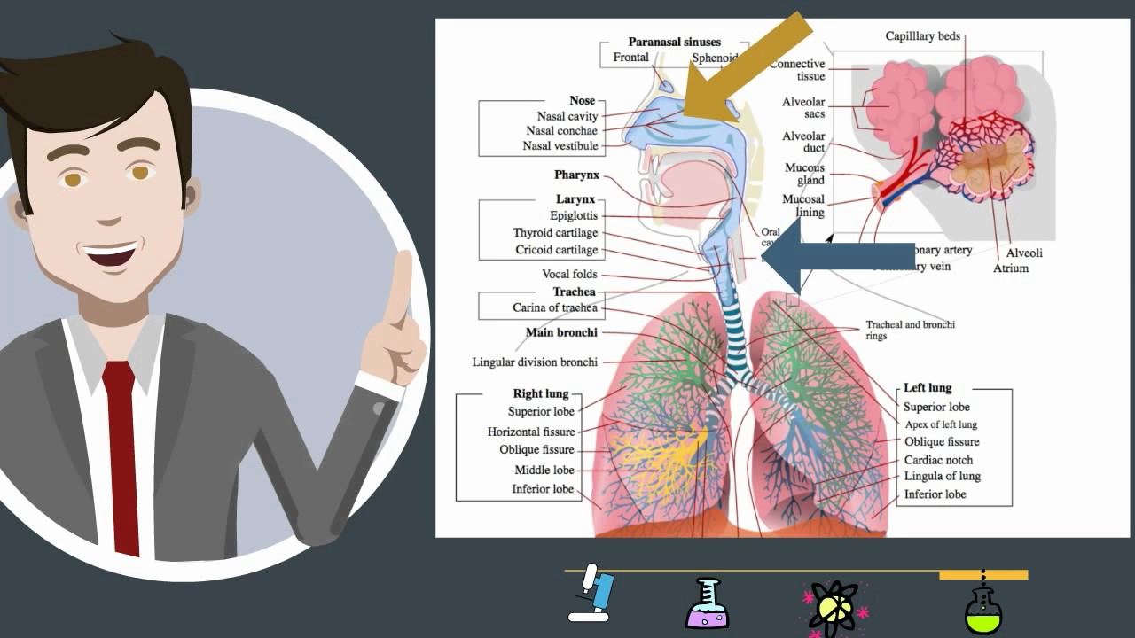 Respiratory System-parts and function - YouTube