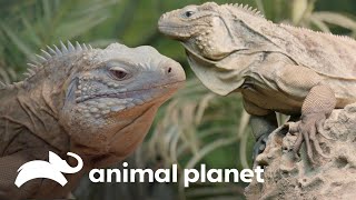 Especialistas ajudam iguana-azul ameaçada de extinção | O Zoológico | Animal Planet Brasil
