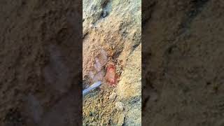 What A Lovely Gemstone Found In Rock - Found Natural Gemstone