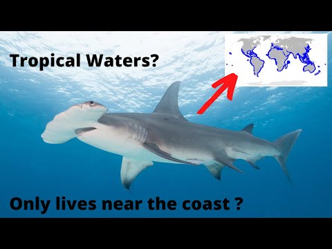 Where do Hammerhead