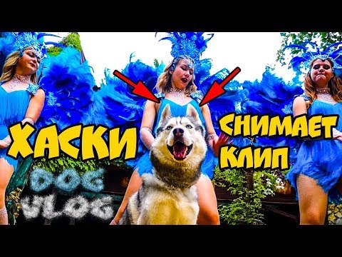 Что будет если хаски вырастет вместе с десятью кошками