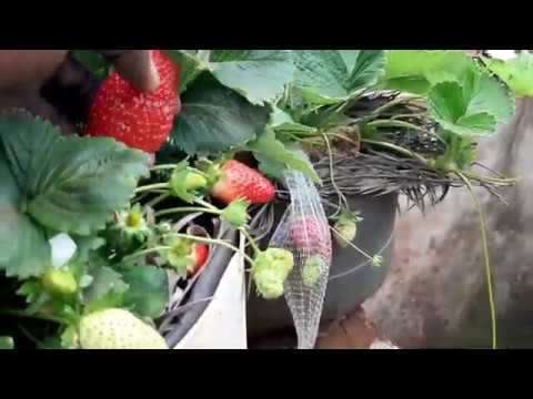 A Beginner&rsquo;s Guide to Growing Strawberry variety chandler
