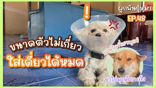 ขนาดตัวไม่เกี่ยว ใส่เดี่ยวได้หมด - ผูกพันธุ์หมา EP.48