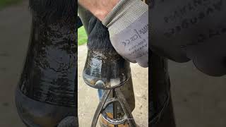 Hoof Oil Asmr #Horse #Farrier #Shortswithcamilla #Equestrian #Satisfying #Asmr #Horses