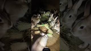 Rabbit POV: Inside a Hidden Underground Colony 🐇 #pov #nature #wildlife