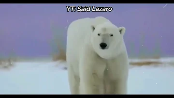 Ohtrapstar - Polar Bear (Sub. Español & Lyrics)