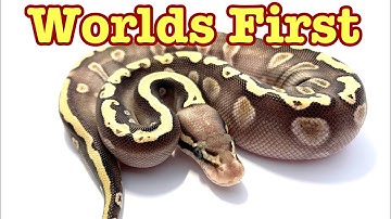 Cypress Clutch with World