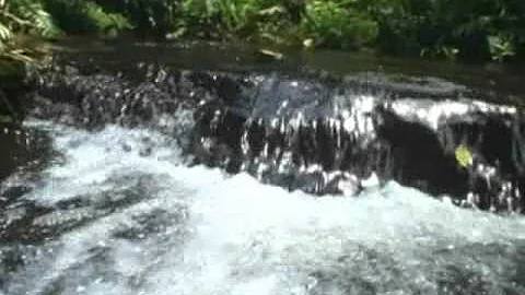 Распространение плодов водой.wmv