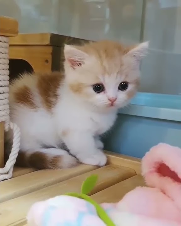 Anak kucing lucu Story wa