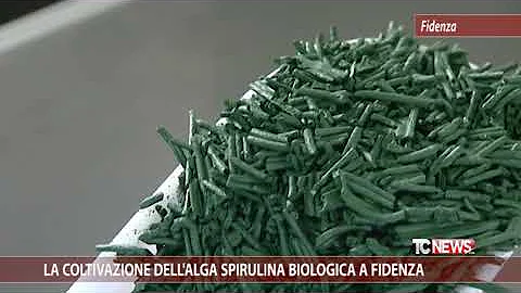 Che pianta è la spirulina?