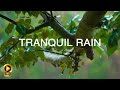 Rain meditation  10 hours  sleep aid  anxiety relief  calming background ambience