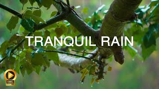 Rain Meditation 10 Hours Sleep Aid Anxiety Relief Calming Background Ambience