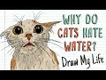 WHY DO CATS HATE WATER? 🙀💦 | Draw My Life