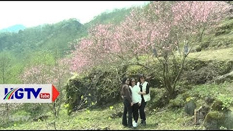 Quản Bạ Lung linh sắc hoa Đào nơi biên cương - Ngày 18/3/2025