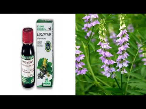 Vídeo: Galega officinalis: descripció, ús, contraindicacions, receptes