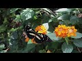 Butterflies at the Saint Louis Zoo