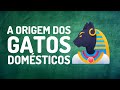 UMA BREVE HISTÓRIA DOS GATOS