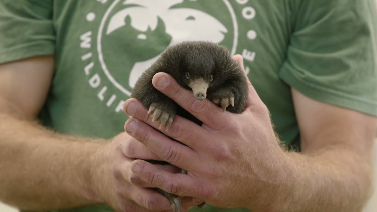 Rare echidna twins born in San Diego
