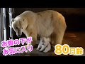 【ホッキョクグマ】困ったらお母さんのそばに行く赤ちゃん【80日齢】Polar Bear Baby Growth Record(Day 80)