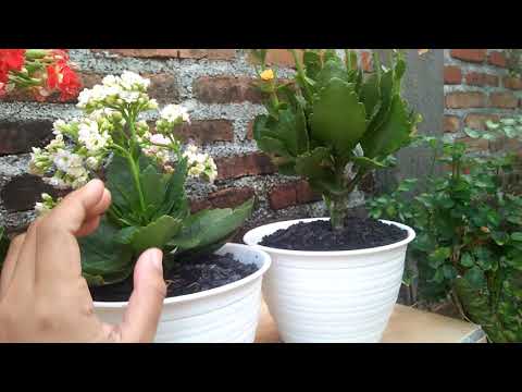 Video: Bagaimana Cara Memberi Makan Kalanchoe?