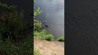 Утятя в Орово Лен область