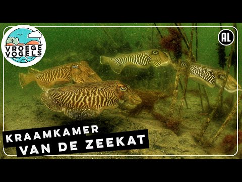 Onbeschermde kraamkamer van de zeekat | Radio | Vroege Vogels