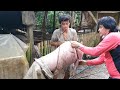 A  TRADITIONAL LECHON PIG  HERE IN THE PHILIPPINES: FROM THE PIG FARM TO OUR TABLE AT XMAS TIME