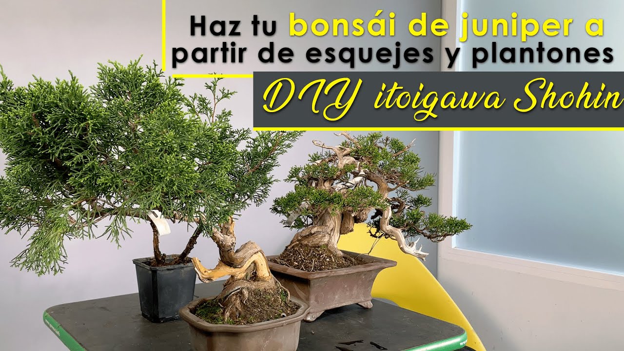 DIY itoigawa Shohin. Haz tu bonsái de junípero a partir de esquejes y plantones.