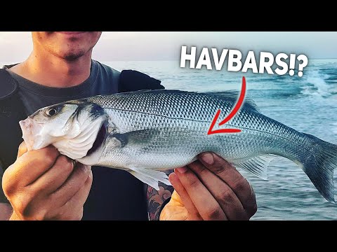 Can We Catch A Sea Bass!? Beginners Tips & Tricks For Sea Bass Fishing In Denmark!