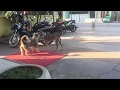 Fantastic! What They Are Doing?? Real Dogs At Morning Village ~ Kitaly And Jily