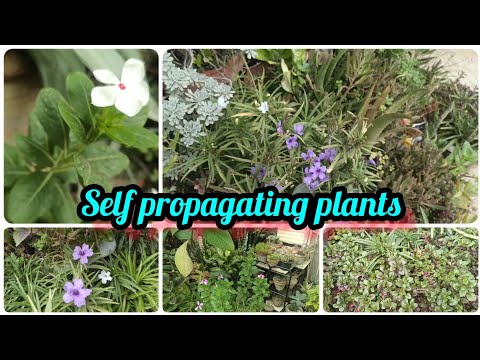 Видео: Өөртөө тарьдаг ургамал - Цэцэрлэгт өөрөө үржүүлдэг ургамлыг ашиглах тухай мэдээлэл
