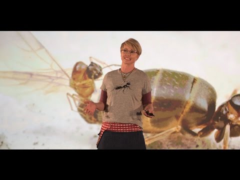 How Invasive Ants