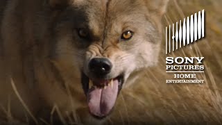 Wolf Totem Available On Blu-Ray And Dvd December 15