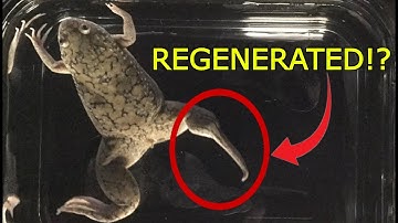 Is Bioelectricity the Key to Limb Regeneration?