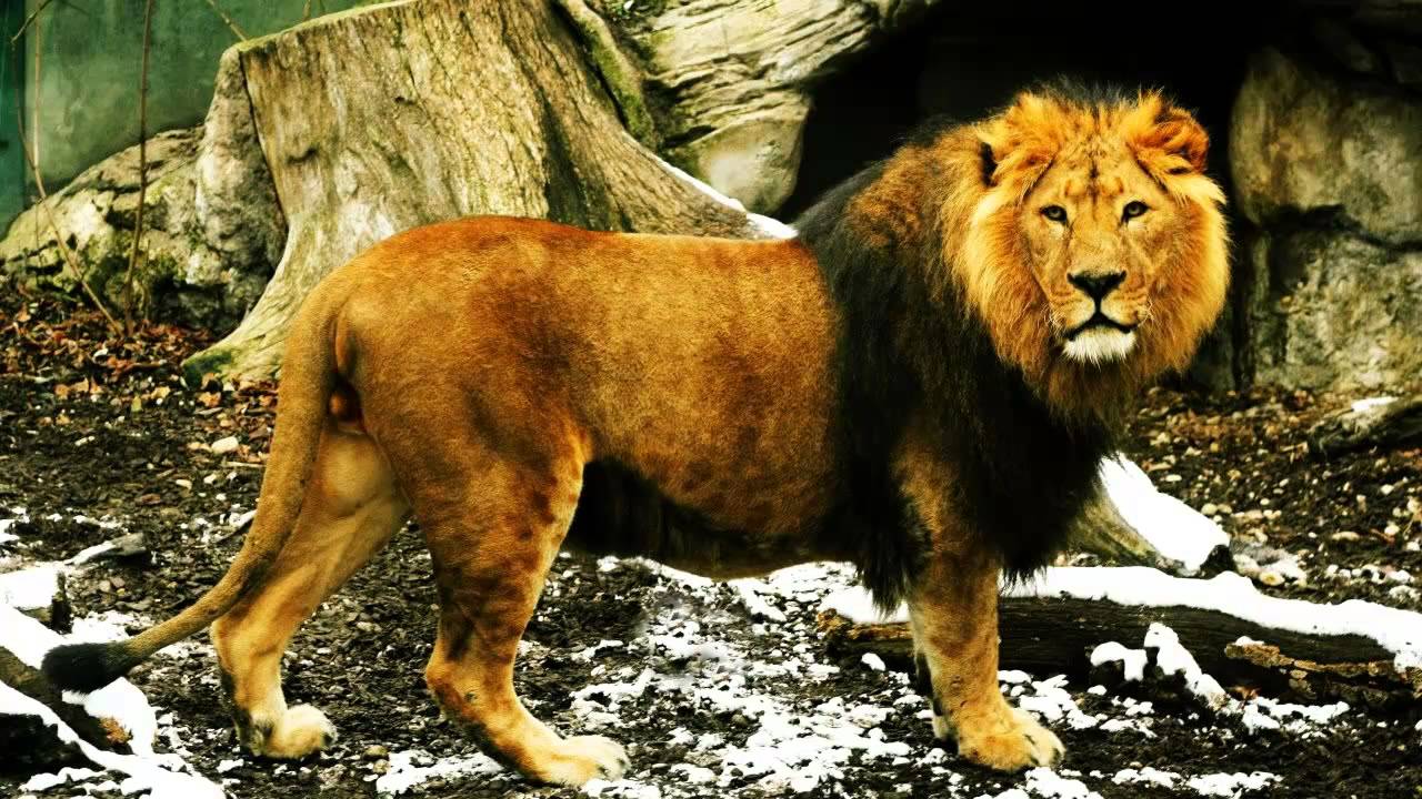 Sonido de León - Sonidos de Animales - YouTube