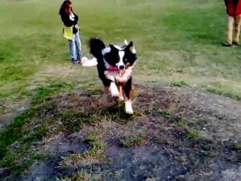 australian shepherd e bovaro del bernese dalila pastore australiano gioca con beagle e jack russell youtube australian shepherd e bovaro del bernese dalila pastore australiano gioca con beagle e jack russell youtube