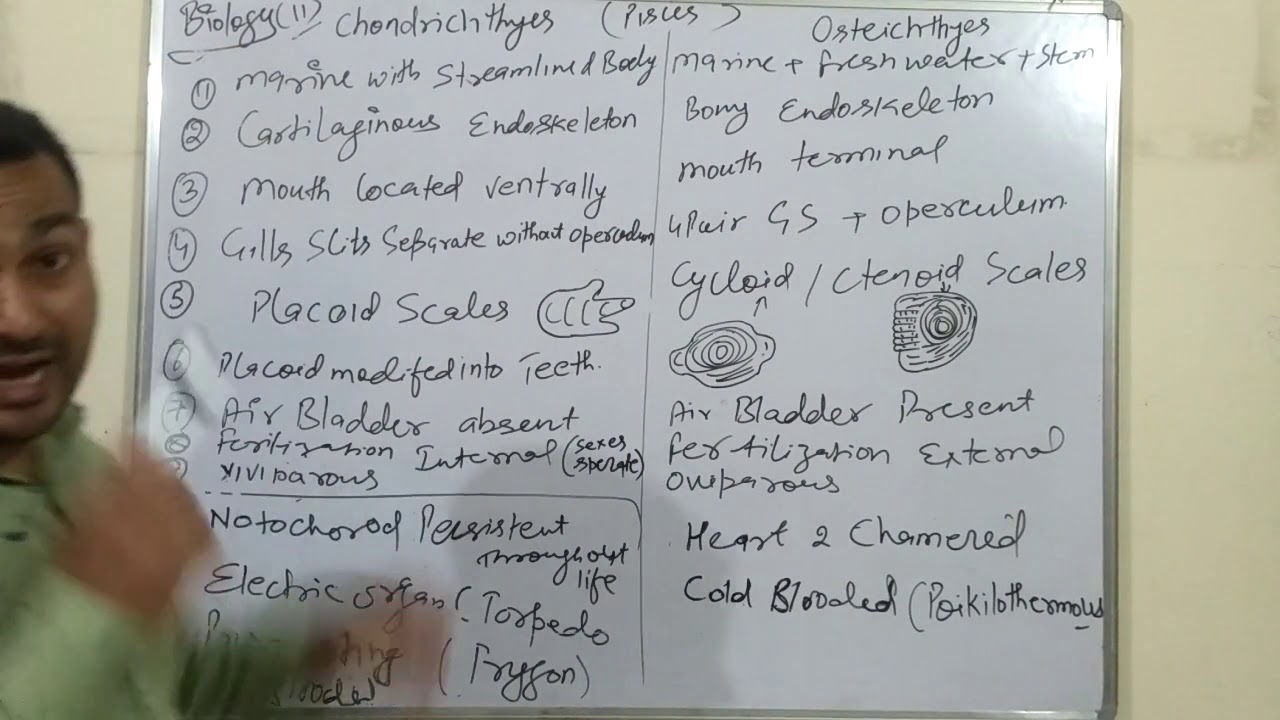 difference-between-chondrichthyes-and-osteichthyes-11th-class-biology