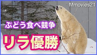 ブドウの木を見つけた時のホッキョクグマの反応！雪の斜面での遊び方にも個性と知性を感じる When a polar bear finds a vine
