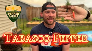 Tabasco Pepper Review