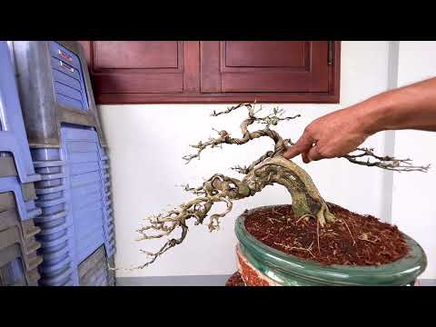 Video Thế ( nửa thác đổ) cách trồng giải mã sao tặng ae bản... - youtube