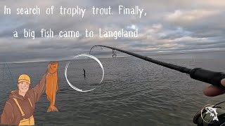 In search of trophy trout. Finally, a big fish came to Langeland
