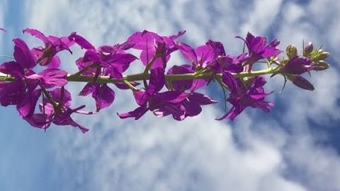 I love my flowers - Create a video of your garden in seconds with ALLCaptrue - TurboDemo