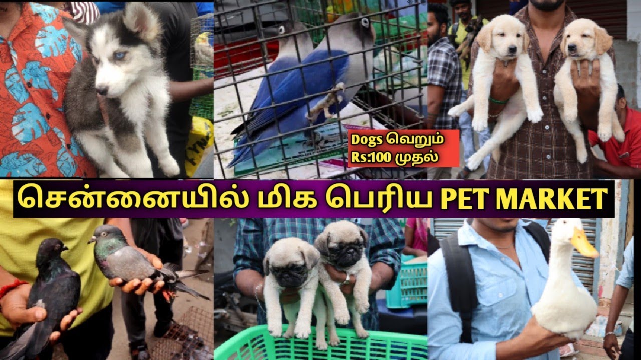 Cheapest Pet Market Chennai/குறைந்த விலையில் செல்ல பிராணிகள் வாங்க சிறந்த இடம் YouTube