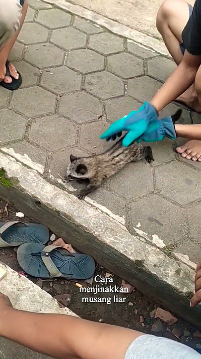 Cara awal menjinakkan musang liar. #musang