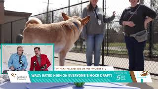 Michigan Humane's Draft: Walt by Michigan Humane 39 views 8 days ago 1 minute, 19 seconds